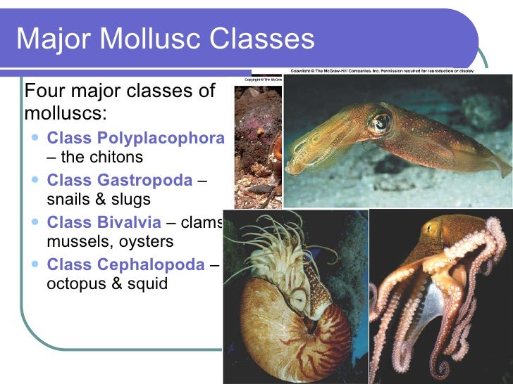 molluscs