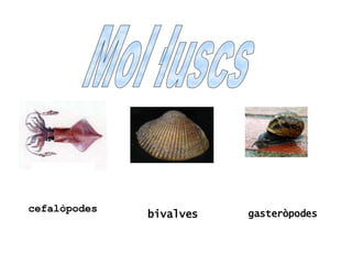 cefalòpodes bivalves gasteròpodes Mol·luscs 