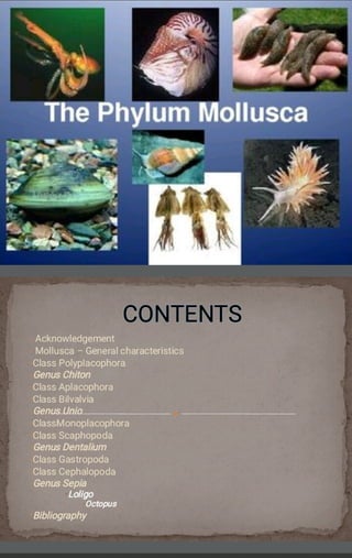 Phylum Mollusca ppt