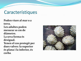 Característiques
Poden viure al mar o a
terra.
Les adultes poden
mesurar 10 cm de
diàmetre.
La seva forma és
desigual.
Tenen el cos protegit per
dues valves: la superior
és plana i la inferior, és
corba.

 