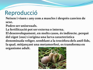 Reproducció
Neixen i viuen 1 any com a mascles i desprès canvien de
sexe.
Poden ser unisexuals.
La fertilització pot ser externa o interna.
El desenvolupament, en molts casos, és indirecte, perquè
del zigot (ous) s'origina una larva característica
denominada velíger, semblant a la trocòfora dels anèl·lids,
la qual, mitjançant una metamorfosi, es transforma en
organisme adult.

 
