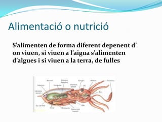 Alimentació o nutrició
S’alimenten de forma diferent depenent d’
on viuen, si viuen a l’aigua s’alimenten
d’algues i si viuen a la terra, de fulles

 
