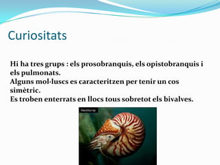 Curiositats
Hi ha tres grups : els prosobranquis, els opistobranquis i
els pulmonats.
Alguns mol·luscs es caracteritzen per tenir un cos
simètric.
Es troben enterrats en llocs tous sobretot els bivalves.

 