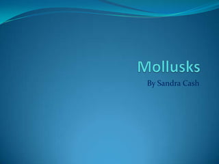 Mollusks By Sandra Cash 