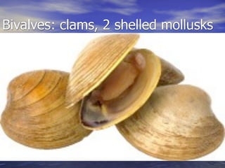 Bivalves: clams, 2 shelled mollusks
 
