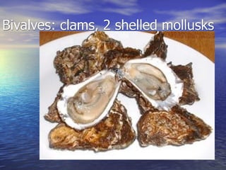 Bivalves: clams, 2 shelled mollusks
 