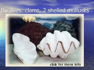 Bivalves: clams, 2 shelled mollusks
 