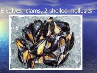 Bivalves: clams, 2 shelled mollusks
 