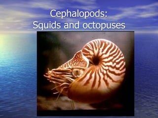 Cephalopods:
Squids and octopuses
 