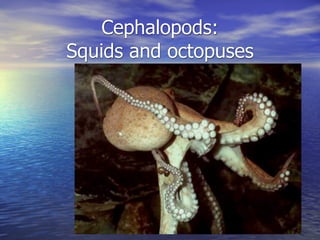 Cephalopods:
Squids and octopuses
 