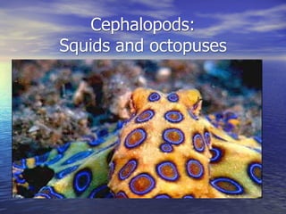 Cephalopods:
Squids and octopuses
 
