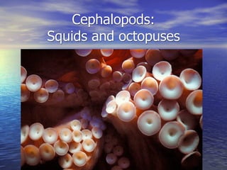 Cephalopods:
Squids and octopuses
 