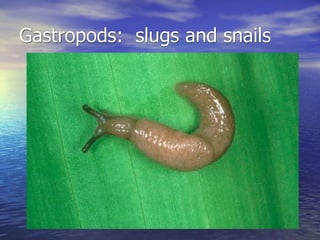 Gastropods: slugs and snails
 