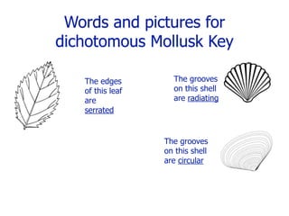Words and pictures for
dichotomous Mollusk Key

   The edges        The grooves
   of this leaf     on this shell
   are              are radiating
   serrated


                  The grooves
                  on this shell
                  are circular
 