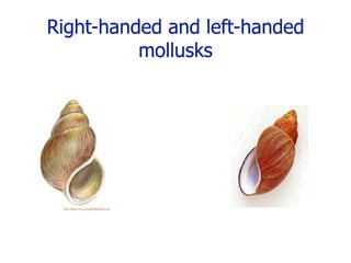 Right-handed and left-handed
          mollusks
 