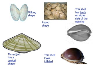 This shell
              Oblong                 has teeth
              shape                  on either
                                     side of the
                       Round         opening
                       shape




This object             This shell
has a                   looks
conical                 inflated
shape
 
