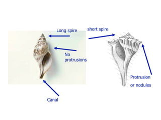 Canal
            Long spire        short spire




                No
                protrusions


                                            Protrusion
                                            or nodules


        Canal
 