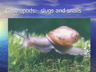 Gastropods: slugs and snails
 