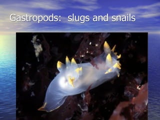 Gastropods: slugs and snails
 