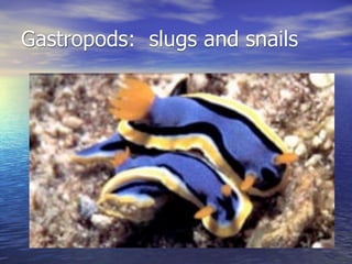 Gastropods: slugs and snails
 