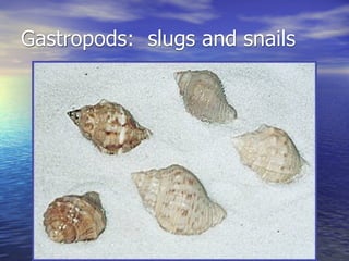 Gastropods: slugs and snails
 