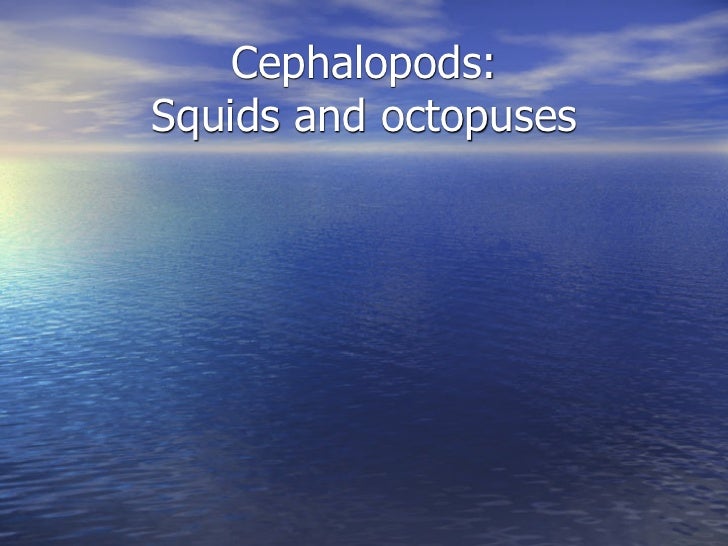 Mollusks slideshare