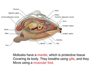 Mantle Shell Mollusks | PPT