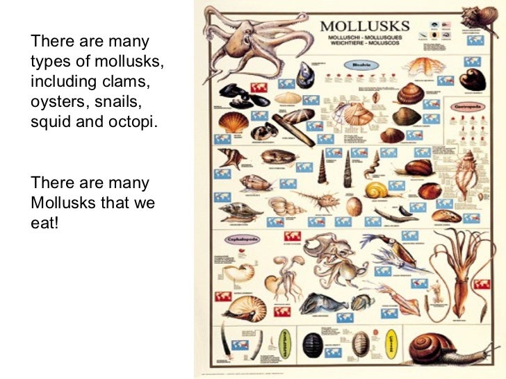 Mollusks
