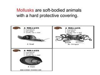 Mollusks are soft-bodied animals
with a hard protective covering.
 