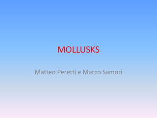 MOLLUSKS

Matteo Peretti e Marco Samorì
 