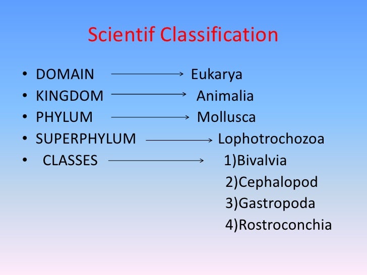 Mollusks