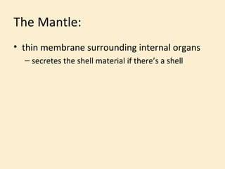 The Mantle: <ul><li>thin membrane surrounding internal organs </li></ul><ul><ul><li>secretes the shell material if there’s...