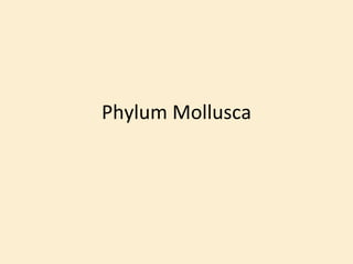 Phylum Mollusca 
