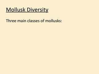 Mollusk Diversity <ul><li>Three main classes of mollusks: </li></ul>