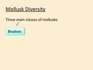 Mollusk Diversity <ul><li>Three main classes of mollusks: </li></ul>Bivalves 