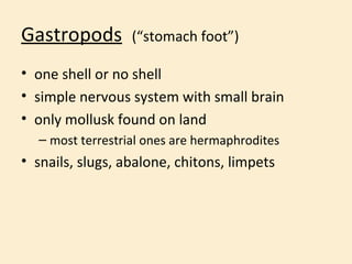 Gastropods   (“stomach foot”) <ul><li>one shell or no shell </li></ul><ul><li>simple nervous system with small brain </li>...