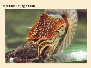 Nautilus Eating a Crab 