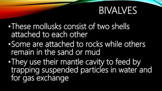 BIVALVES
•These mollusks consist of two shells
attached to each other
•Some are attached to rocks while others
remain in t...