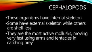 CEPHALOPODS
•These organisms have internal skeleton
•Some have external skeleton while others
are shell-less
•They are the...