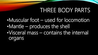 THREE BODY PARTS
•Muscular foot – used for locomotion
•Mantle – produces the shell
•Visceral mass – contains the internal
...