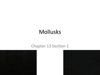 Mollusks Chapter 13 Section 1 