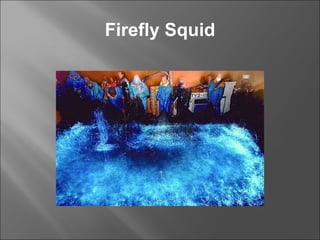 Firefly Squid 