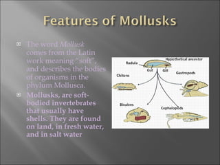 <ul><li>The word  Mollusk  comes from the Latin work meaning “soft”, and describes the bodies of organisms in the phylum M...