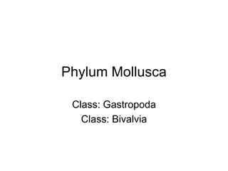 Phylum Mollusca

 Class: Gastropoda
   Class: Bivalvia
 