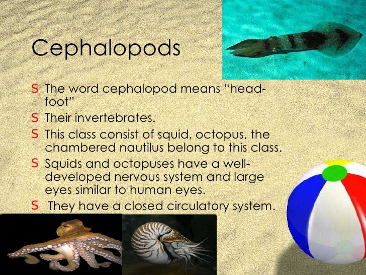 Mollusks And Cephalopods 14 1