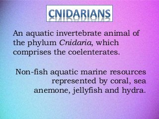 Mollusks and cnidarians | PPTX