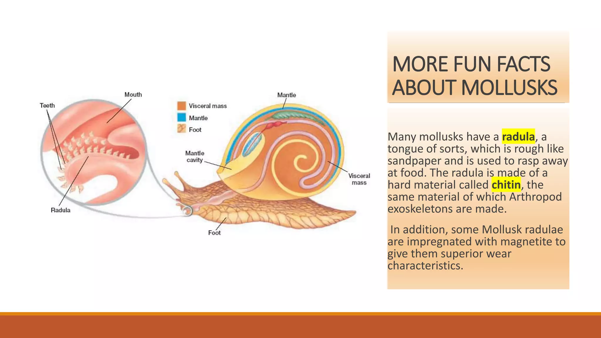 MORE FUN FACTS
ABOUT MOLLUSKS
Many mollusks have a radula, a
tongue of sorts, which is rough like
sandpaper and is used to rasp away
at food. The radula is made of a
hard material called chitin, the
same material of which Arthropod
exoskeletons are made.
In addition, some Mollusk radulae
are impregnated with magnetite to
give them superior wear
characteristics.
 