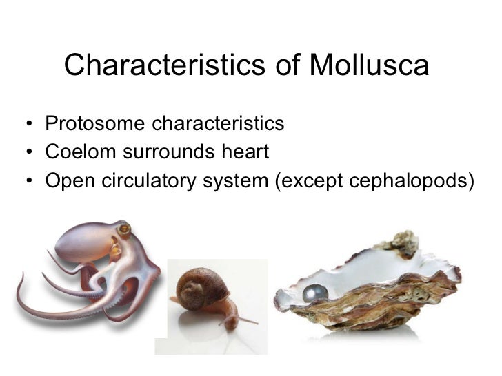 Mollusks bivalvesgastro
