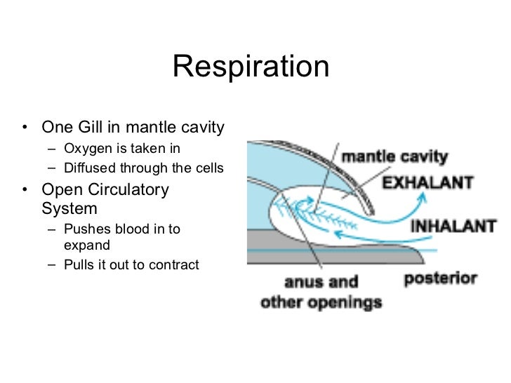 Mollusks bivalves:gastro