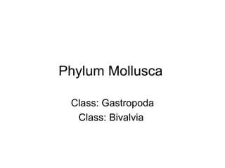 Phylum Mollusca  Class: Gastropoda Class: Bivalvia  